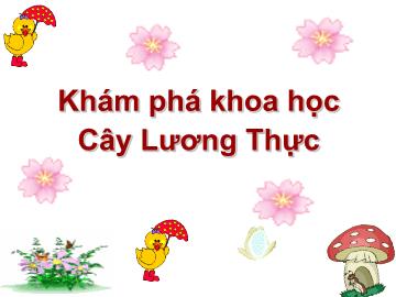 Bài giảng mầm non lớp Lá - Khám phá khoa học - Cây lương thực