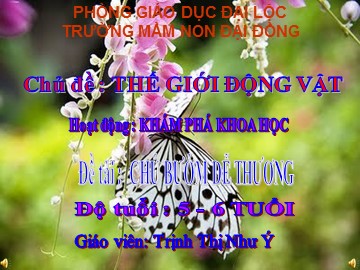 Bài giảng Mầm non Lớp Lá - Thế giới động vật: Chú bướm dễ thương - Trịnh Thị Như Ý