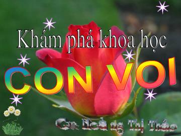 Bài giảng Mầm non Lớp Chồi - Đề tài: Khám phá khoa học Con voi - Hoàng Thị Thảo